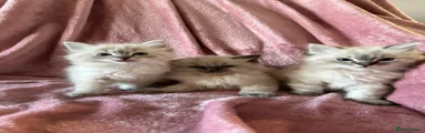Ragdoll 2