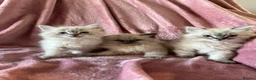 Ragdoll cats for sale: Ragdoll X Lynx kitten in Hamilton - Advert 4