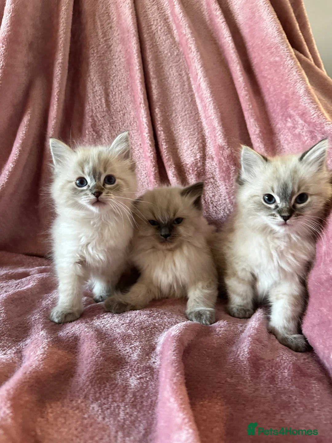 Ragdoll cats for sale: Ragdoll X Lynx kitten in Hamilton - Advert 4
