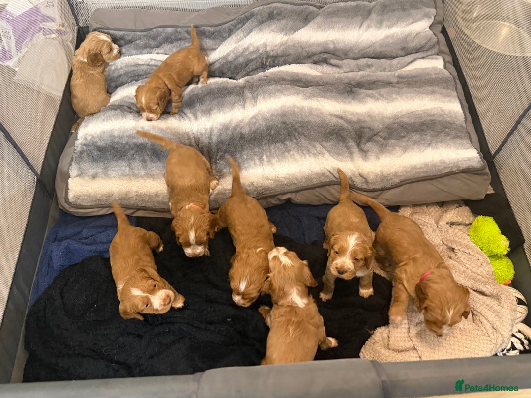 Cocker Spaniel dogs for sale: Beautiful cocker spaniels  - Advert 11