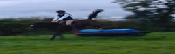 Irish Cob horses for sale: 13.2 mothers dream all rounder  - Advert 11