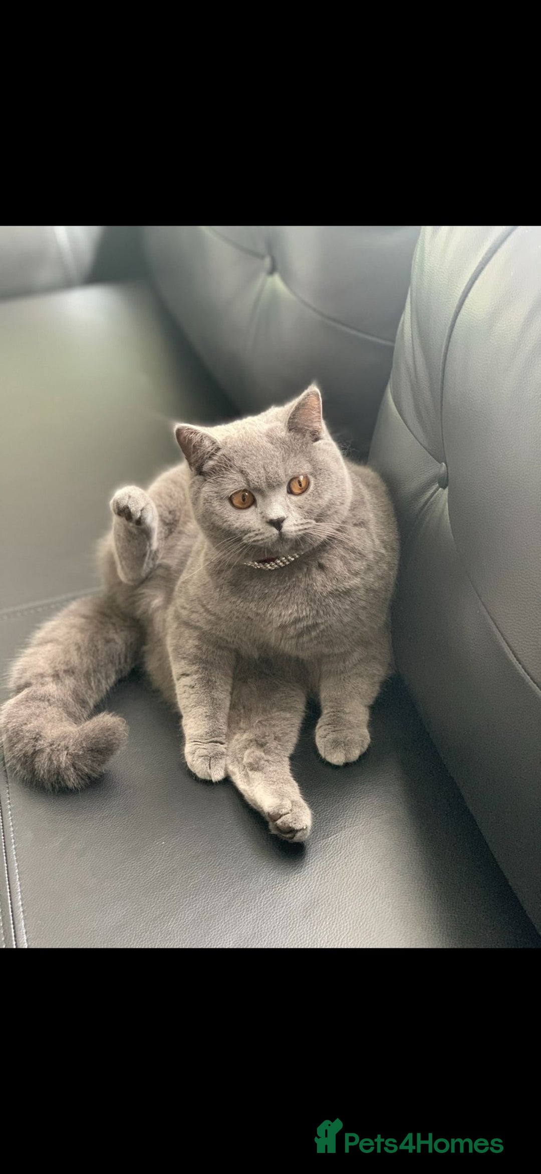 British Shorthair cats for sale: Birth Short hair  - Image 5