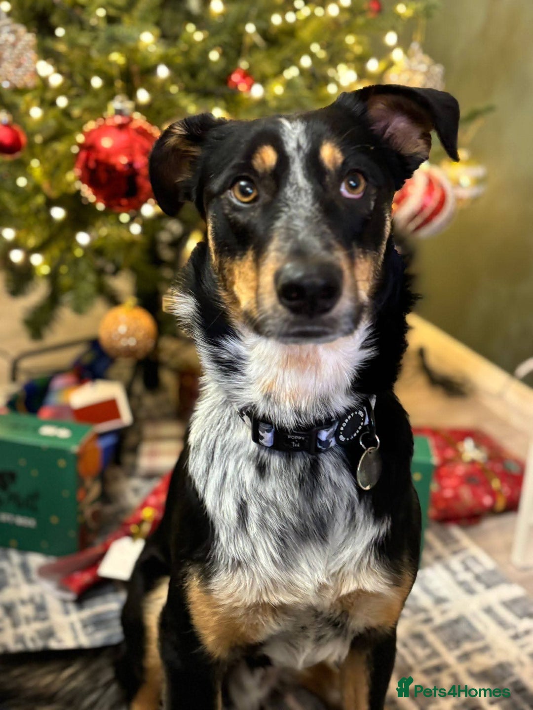 Mixed Breed dogs for adoption: Meet Dave,  currently residing in Aberdeen - Advert 5