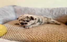 French Bulldog dogs for sale: Beautiful Blue-Eyed French Bulldog Puppies - Image 4