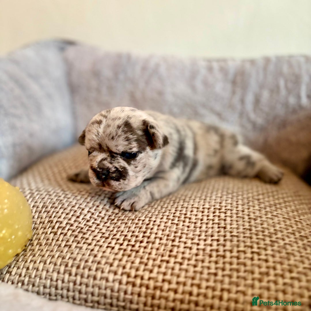 French Bulldog dogs for sale: Beautiful Blue-Eyed French Bulldog Puppies - Image 4