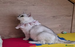 British Shorthair cats for sale: British shorthair  - Image 18