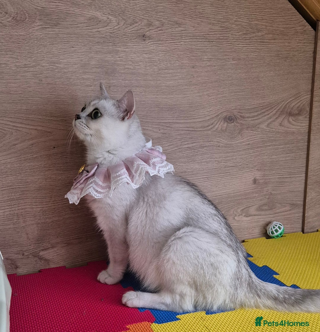 British Shorthair cats for sale: British shorthair  - Image 18