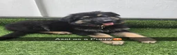 German Shepherd dogs for stud: Axel, German Shepherd🐾 - Advert 5