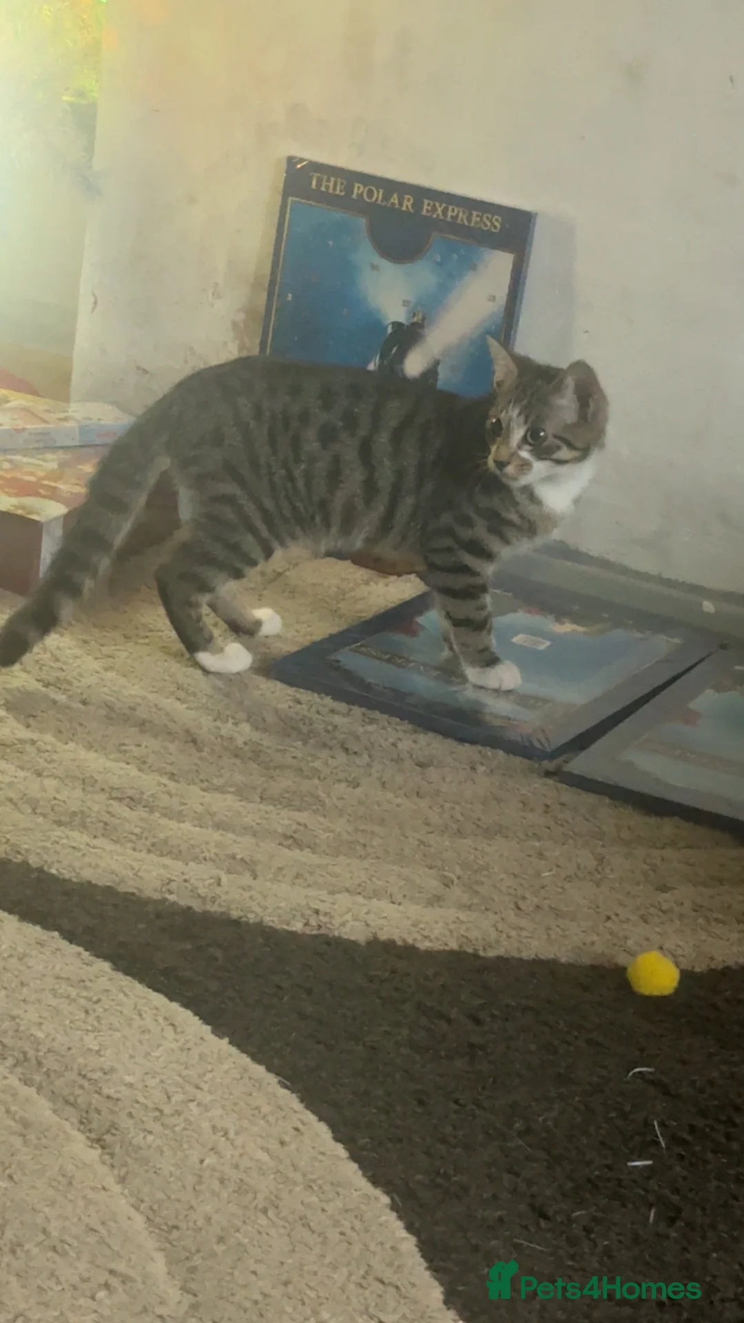 Mixed Breed cats for sale: Rehoming this boy - Advert 1