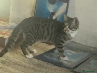 Mixed Breed cats Rehoming this boy - Advert 2