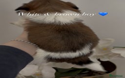 Shih Tzu dogs for sale: 4 shih tzu puppies for sale  - Image 7