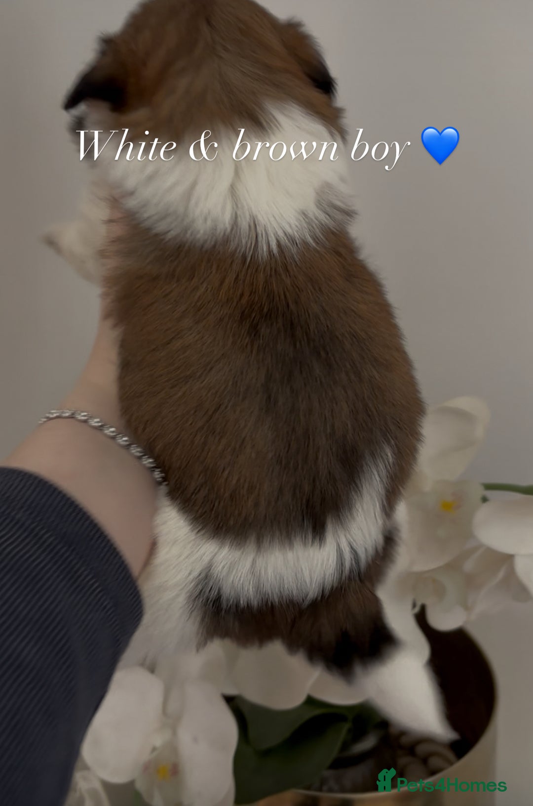 Shih Tzu dogs for sale: 4 shih tzu puppies for sale  - Image 7