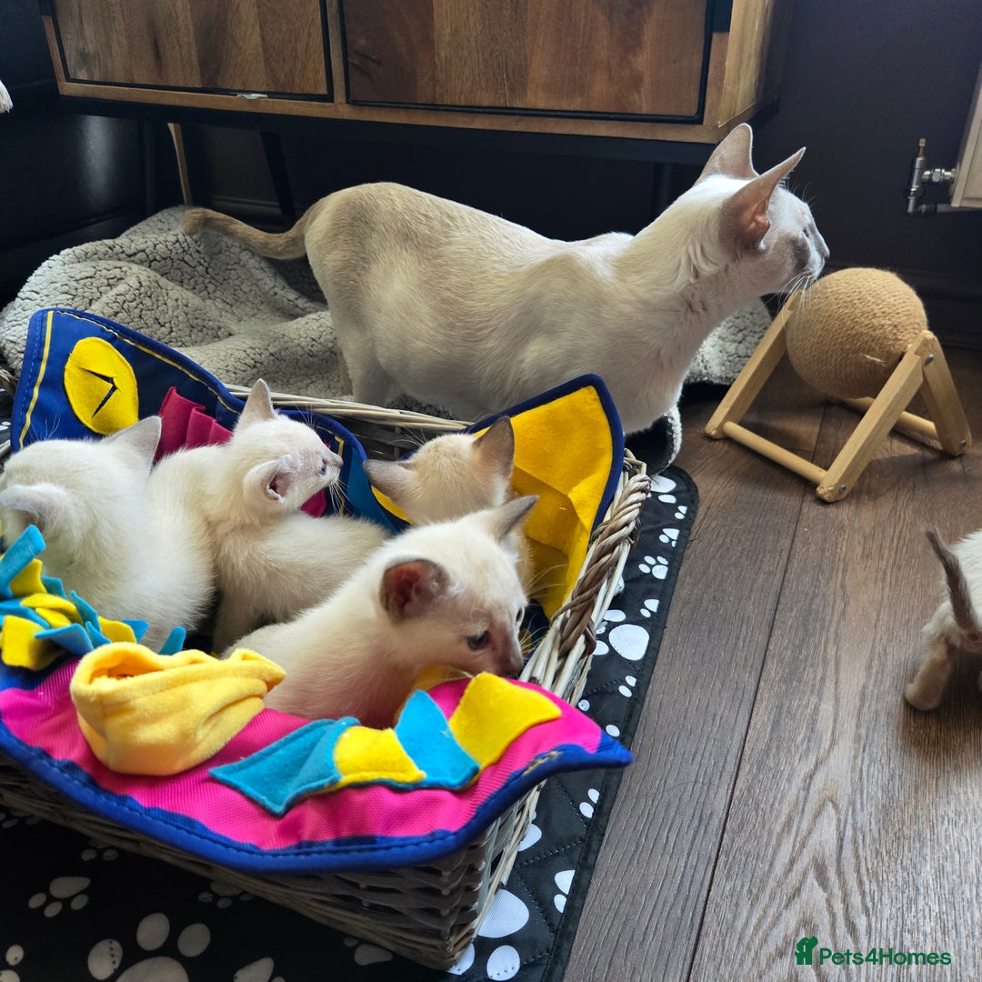 Tonkinese cats for sale: Registered, pedigree 1st generation,  VET checked  - Image 10