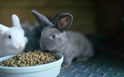 Mini Lop rabbits for sale: Mini Rex x Mini Lop - Image 10
