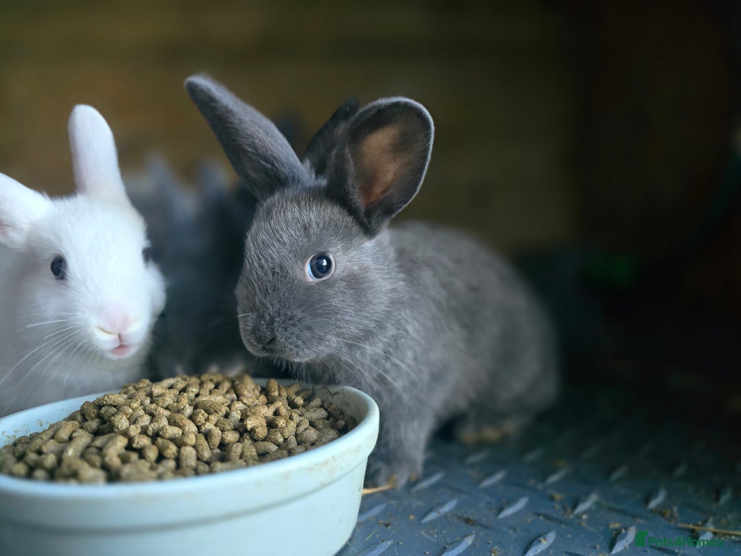 Mini Lop rabbits for sale: Mini Rex x Mini Lop - Image 10