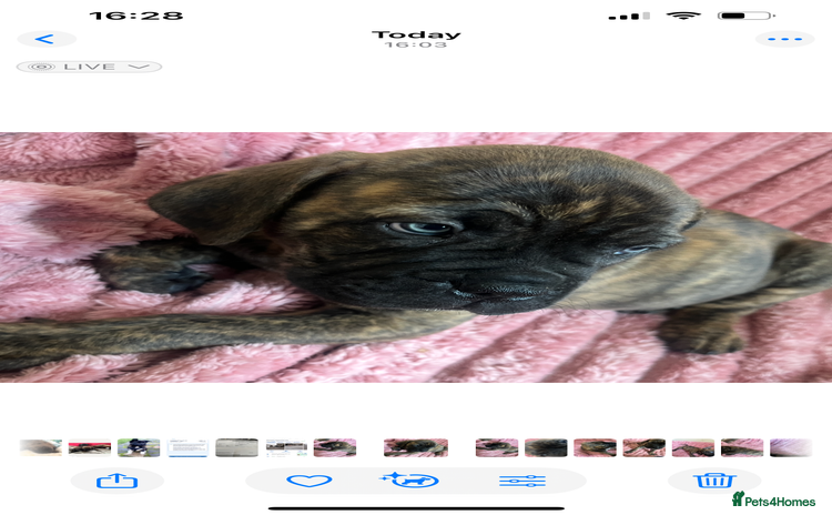 Mixed Breed dogs - Advert 1