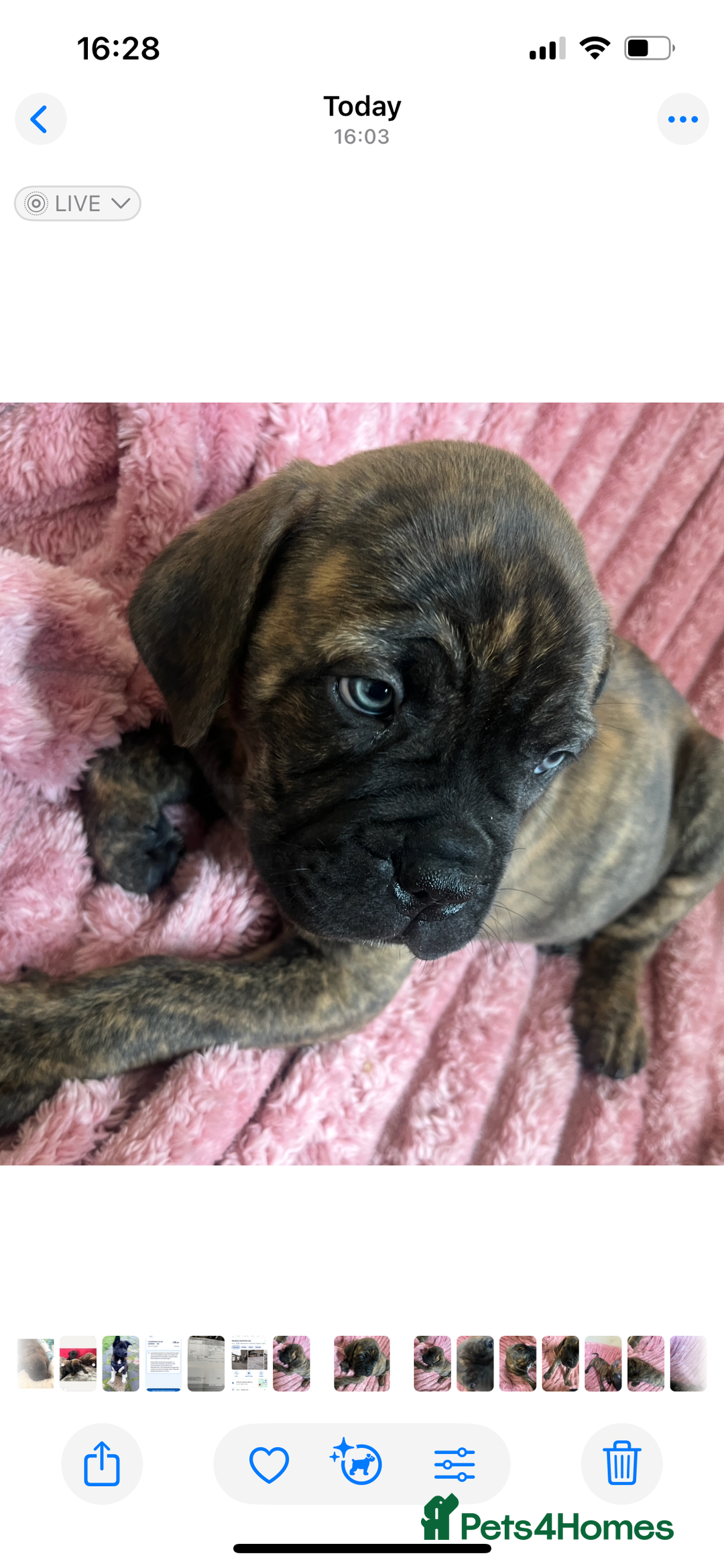 Mixed Breed dogs for sale: MastiffxCane Corso puppies⭐️Ready Now!! - Image 2