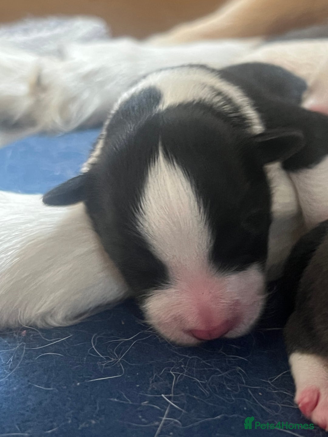 Border Collie dogs for sale: Border Collie Puppies (DNA clear tested parents) - Image 24