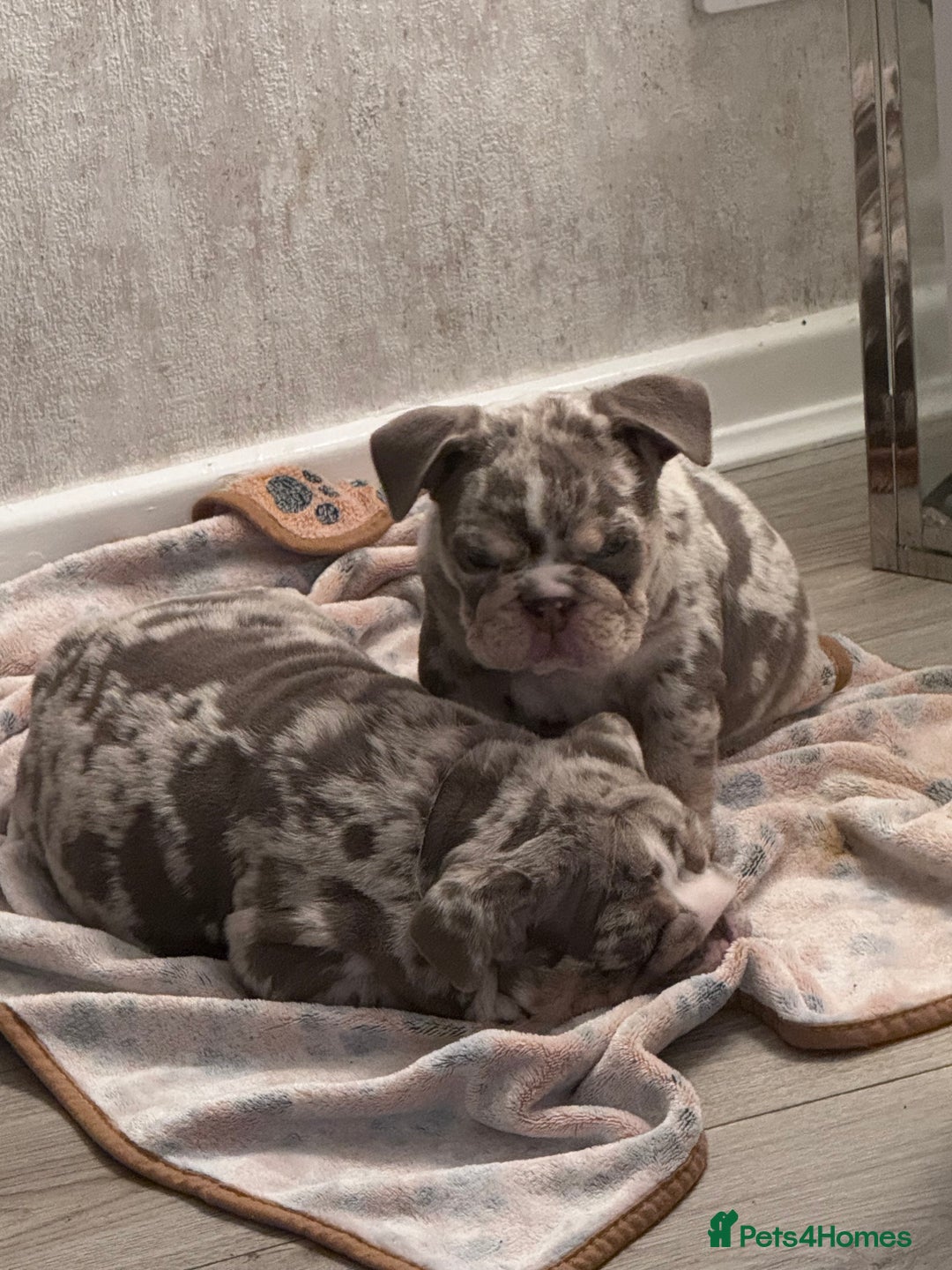 English Bulldog dogs for sale: Last little lady, English Bulldog  - Advert 27
