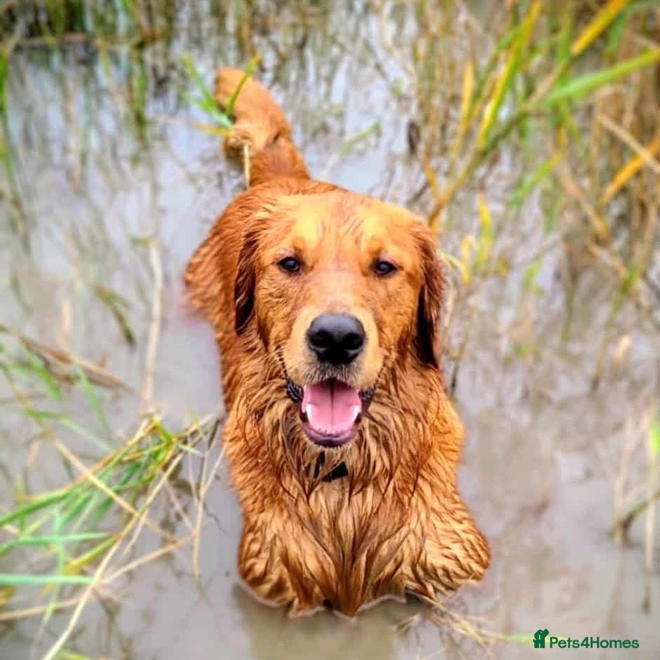 Golden Retriever dogs Waiting list open  - Advert 16