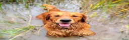 Golden Retriever dogs for sale: Waiting list open  - Advert 1