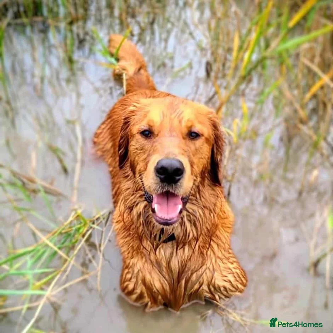 Golden Retriever dogs for sale: Waiting list open  - Advert 1
