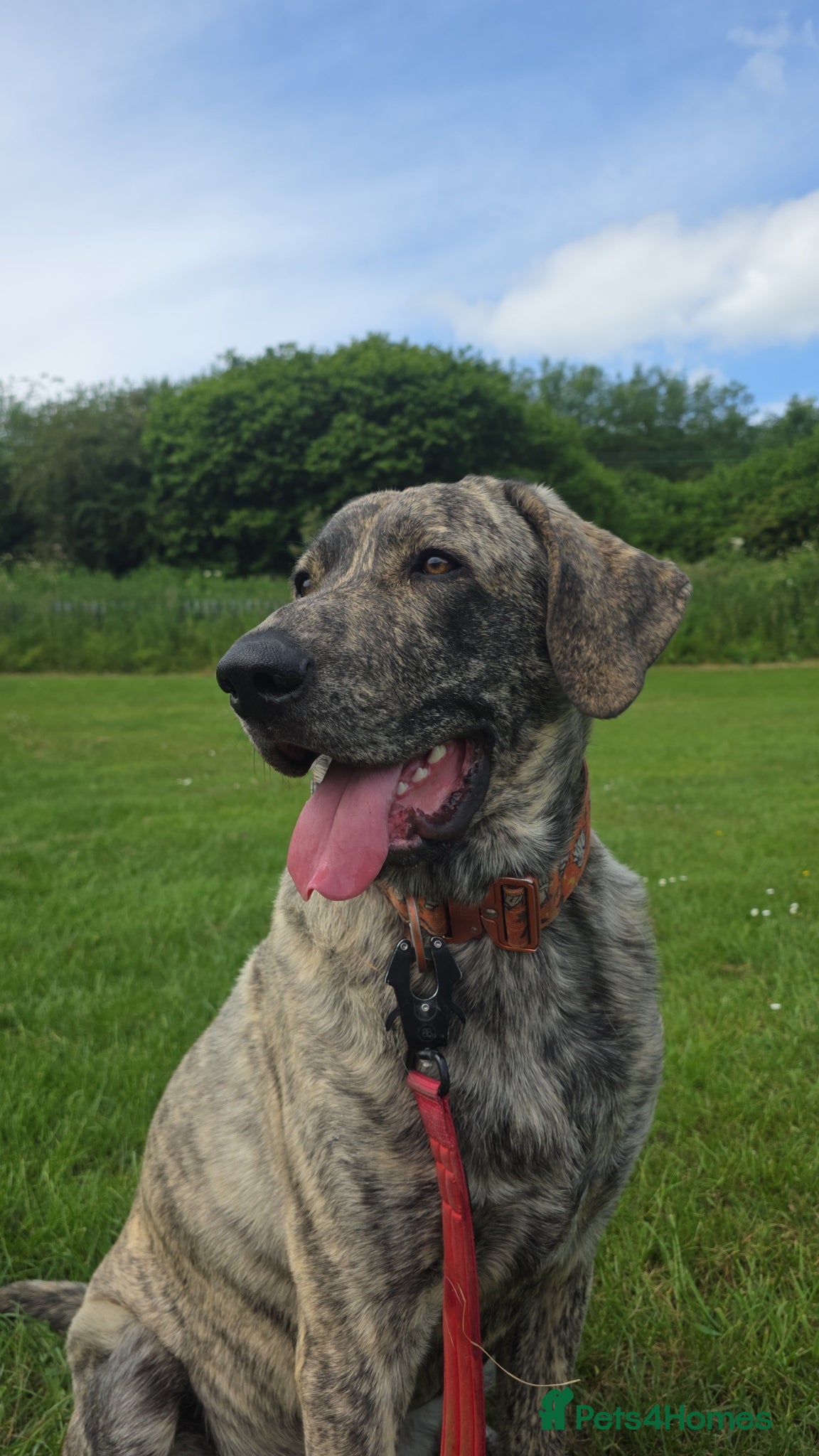 Mixed Breed dogs This is max  - Advert 11