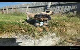 Mixed Breed dogs for sale: Little bundles of schweenie love!  - Image 21
