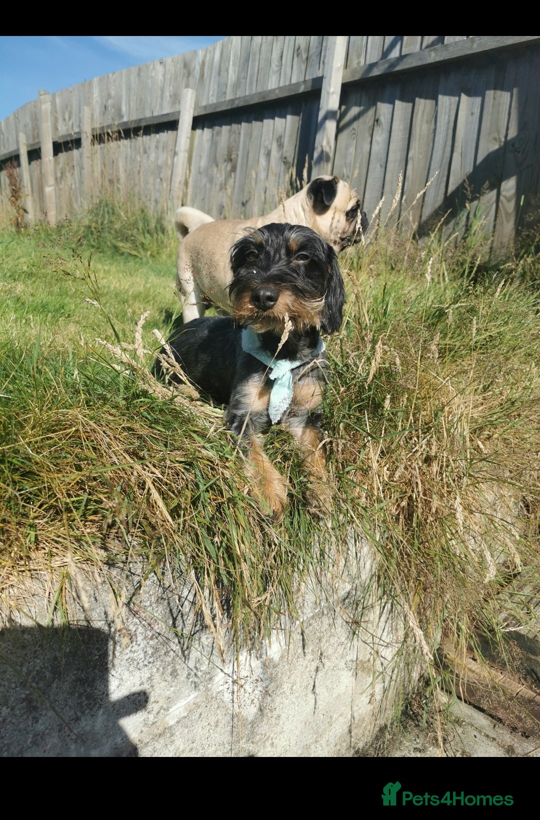 Mixed Breed dogs for sale: Little bundles of schweenie love!  - Image 21