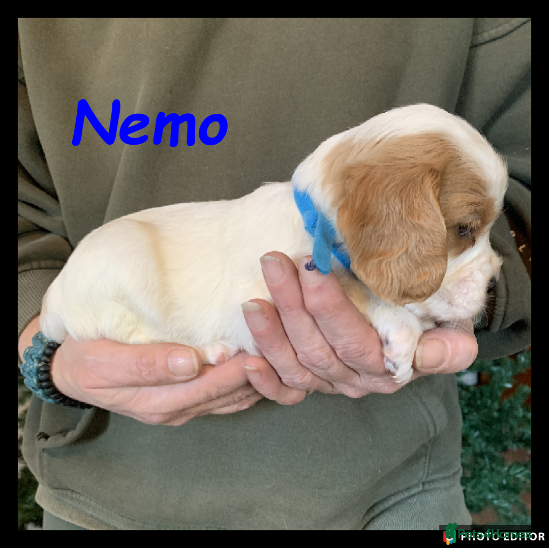 Cockalier dogs for sale: Beautiful Cockalier Pups – Loving Homes Await - Advert 36