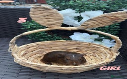 Guinea Pig rodents for sale: 4 baby guinea pigs looking for their forever home - Image 4
