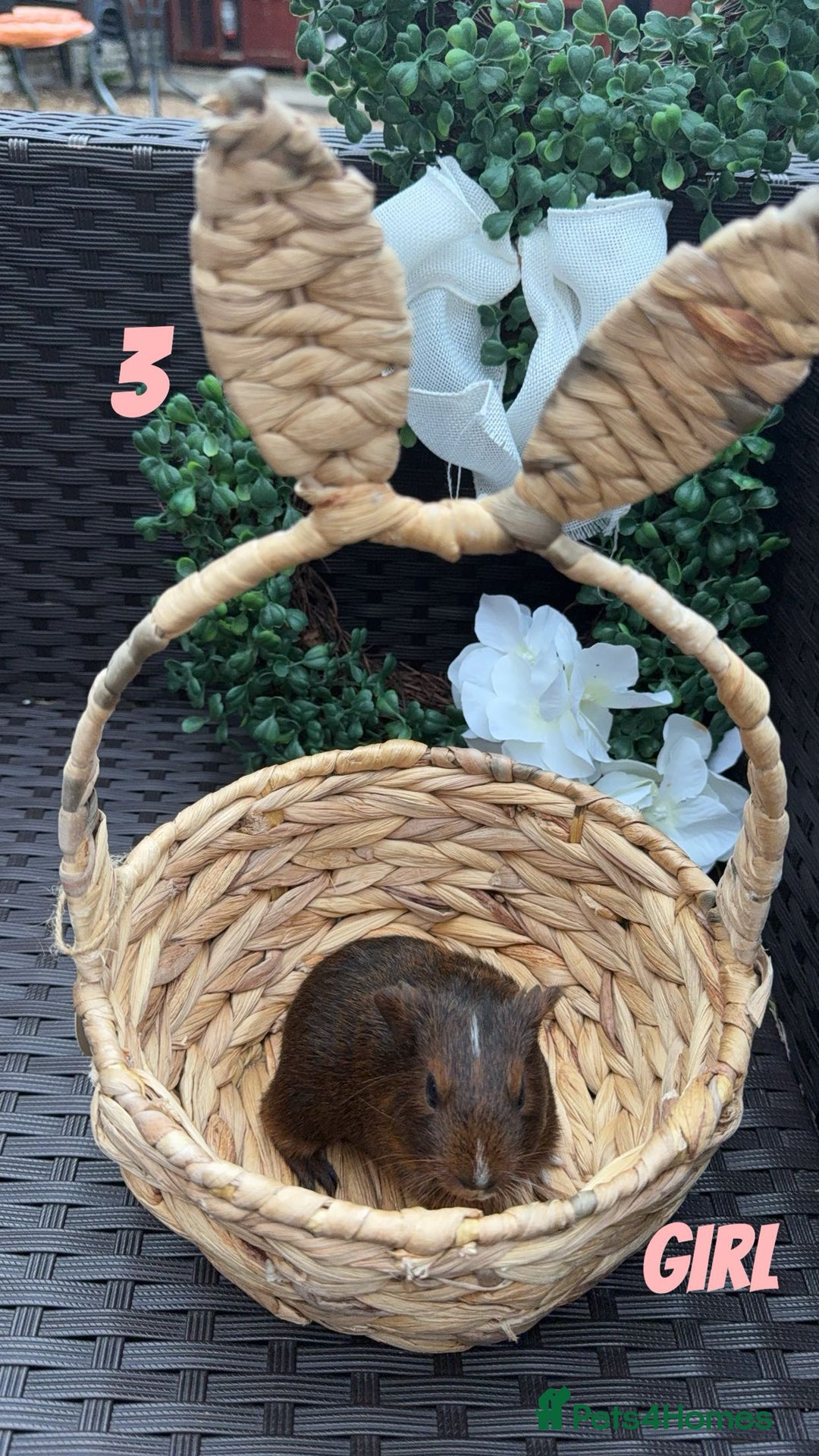 Guinea Pig rodents for sale: 4 baby guinea pigs looking for their forever home - Image 4