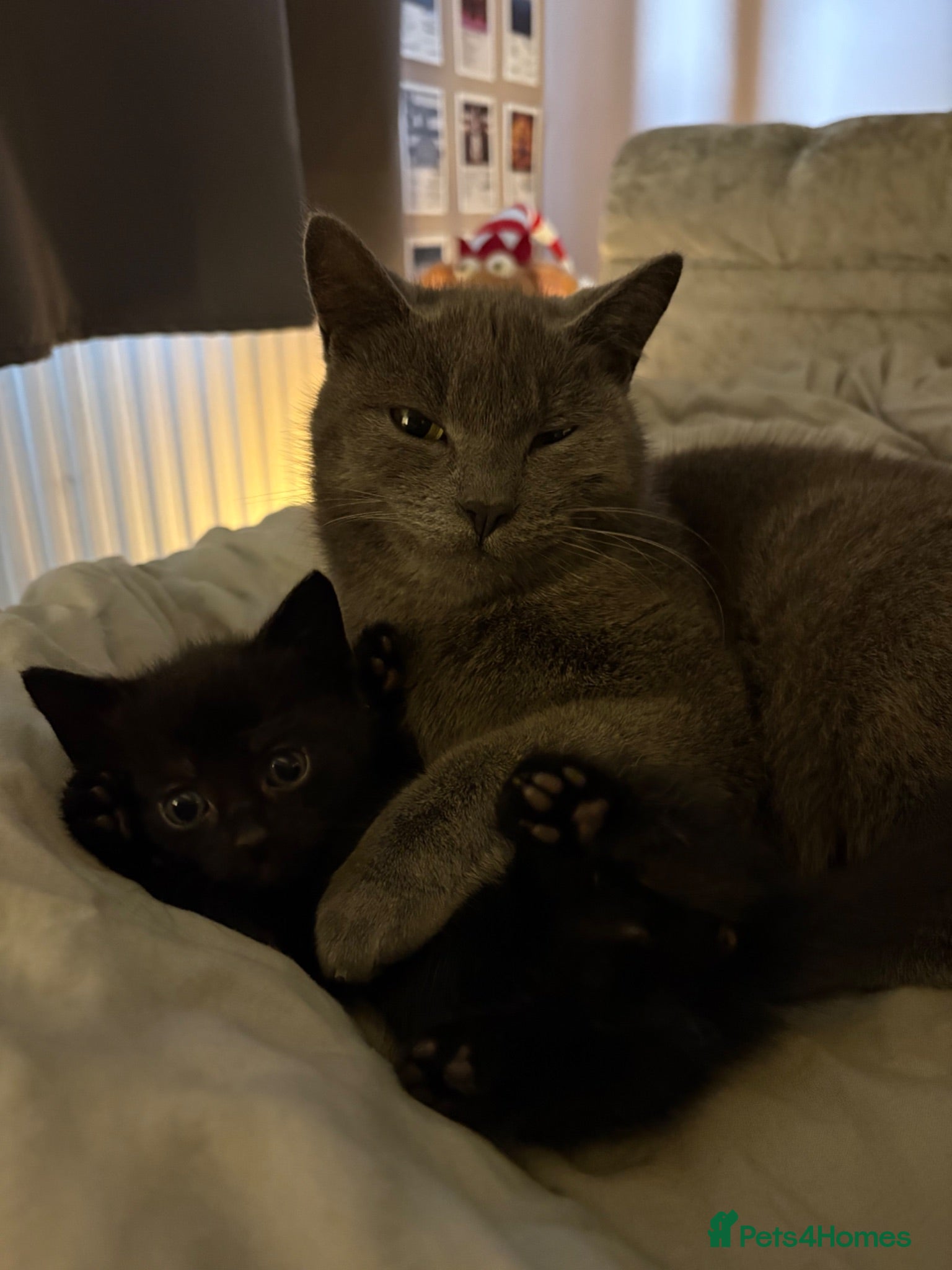 Russian Blue cats 2 beautiful black kitty’s and 1 gorgeous grey cat - Advert 1