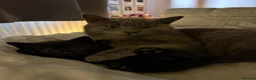 Russian Blue cats for sale: 2 beautiful black kitty’s and 1 gorgeous grey cat - Advert 1