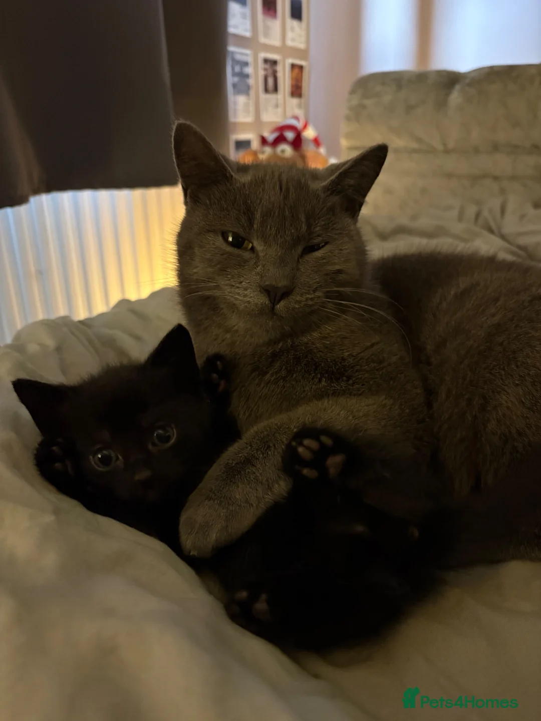 Russian Blue cats for sale: 2 beautiful black kitty’s and 1 gorgeous grey cat - Advert 1