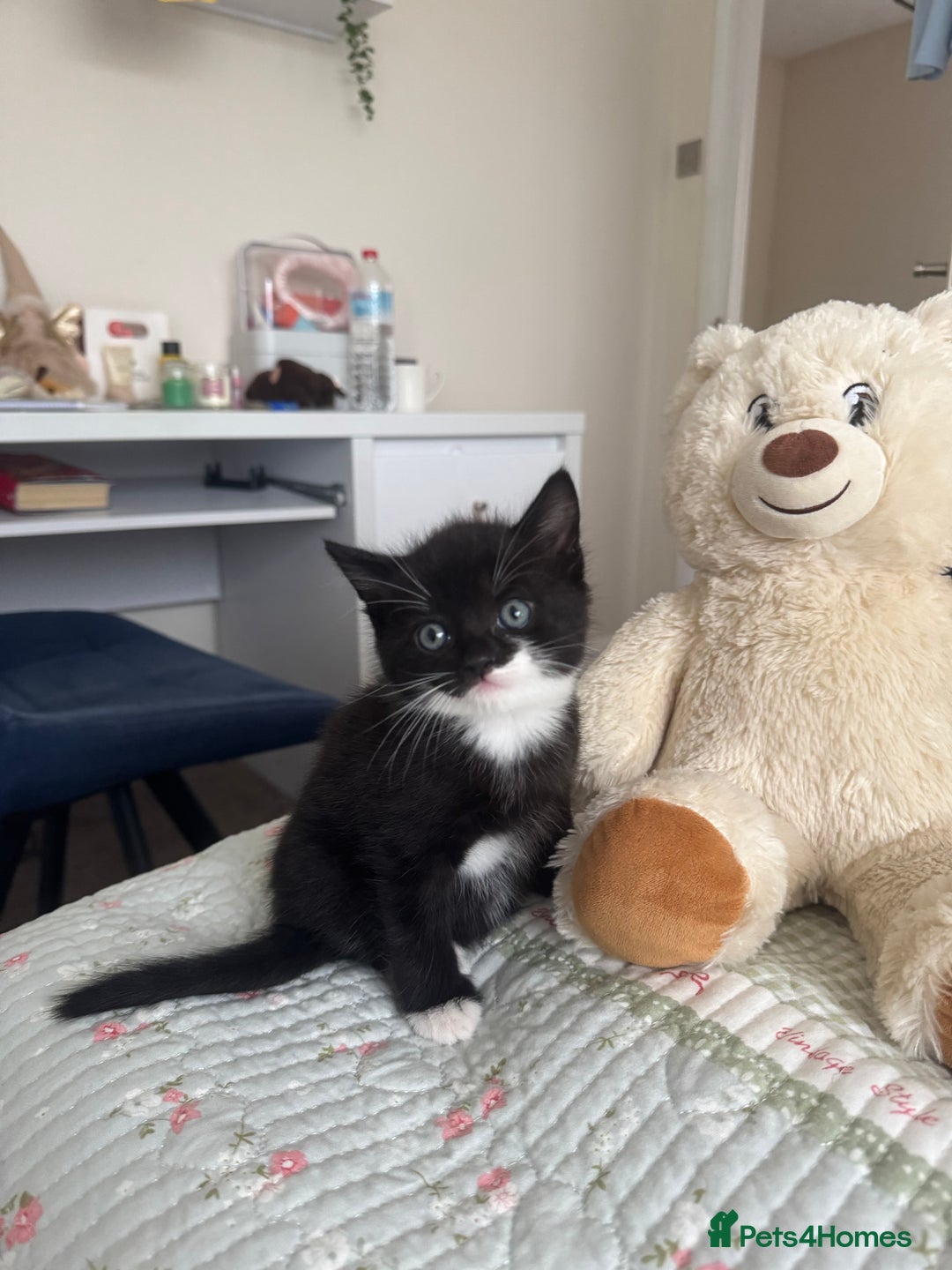 Bombay cats for sale: Cute Kittens for sale  - Image 7