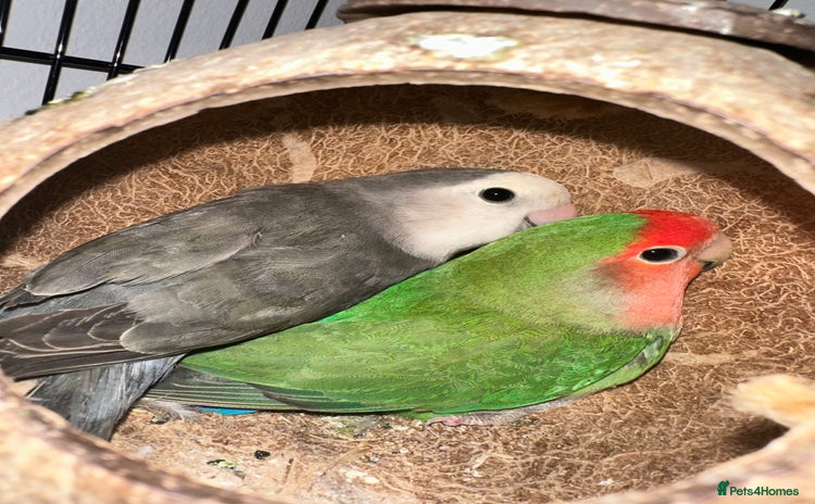 Lovebirds birds - Advert 10