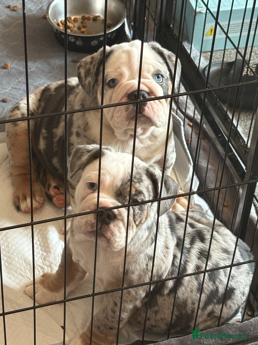 Olde English Bulldogge dogs for sale: Old English bulldog pups fluffy carriers❤️ - Image 30