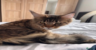 Maine Coon cats - Advert 3