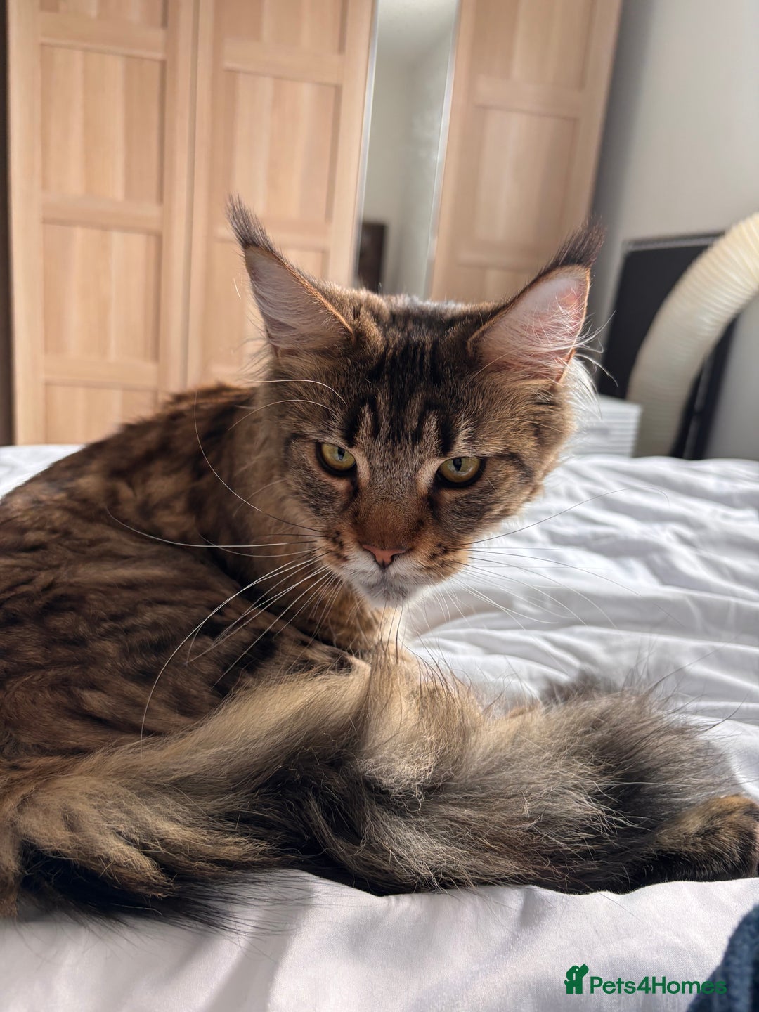 Maine Coon cats for sale: Loving Brown Tabby Maine Coon Girl 🧡 - Image 3