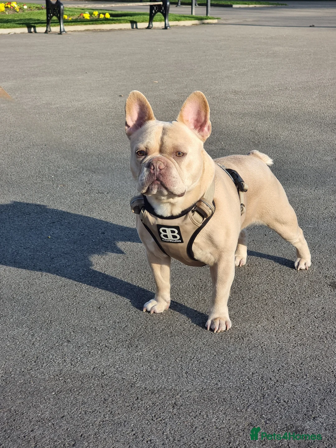 French Bulldog dogs for stud: 🔥 PLATINUM LILAC & TAN FLUFFY - WELL PROVEN- KC   in Blackpool - Advert 5