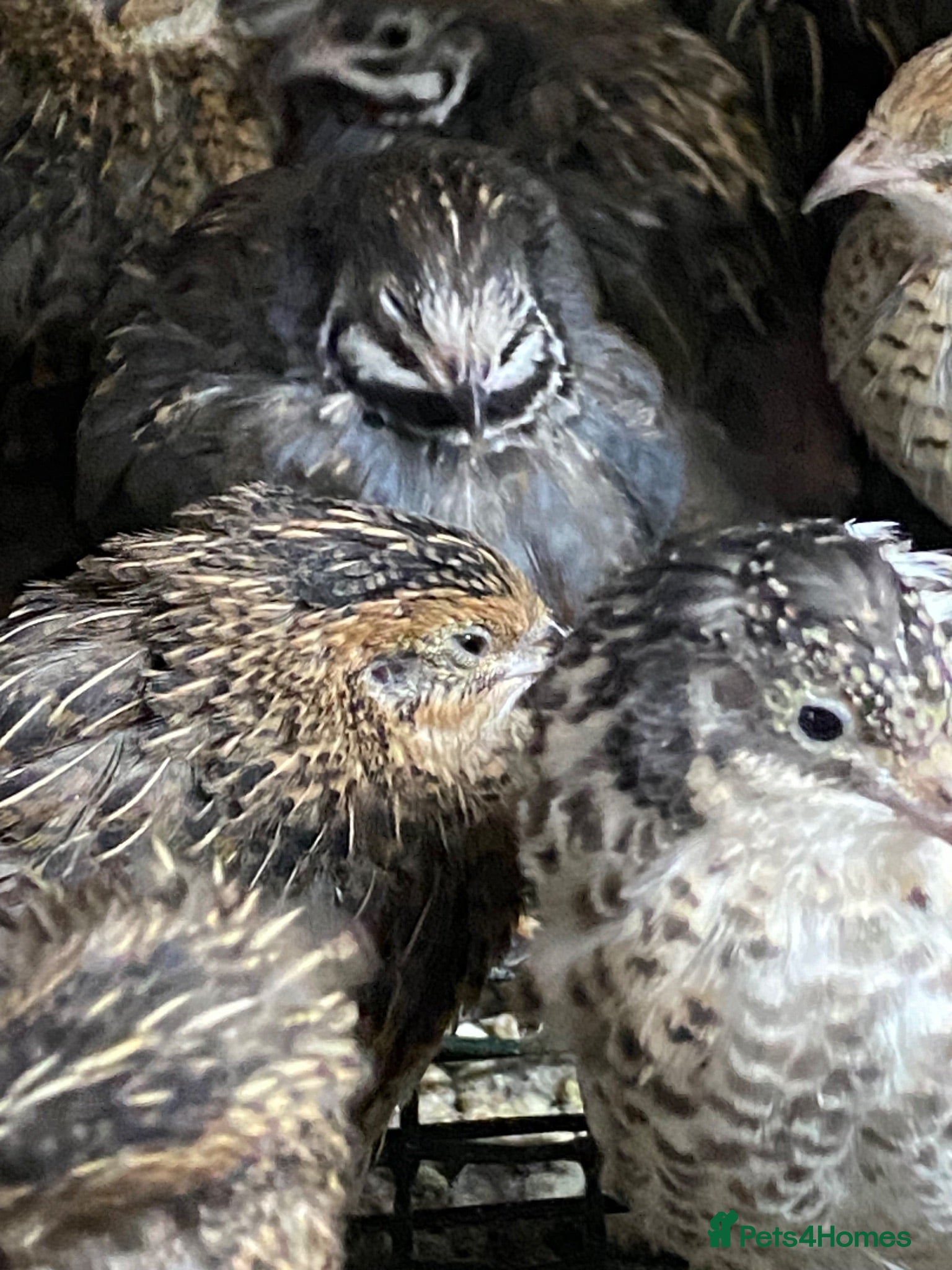 Quail poultry Japanese & Chinese painted quails  - Advert 17