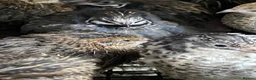 Quail poultry for sale: Japanese & Chinese painted quails  - Advert 1
