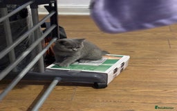 British Shorthair cats for sale: 3 British shorthair kittens  - Image 4