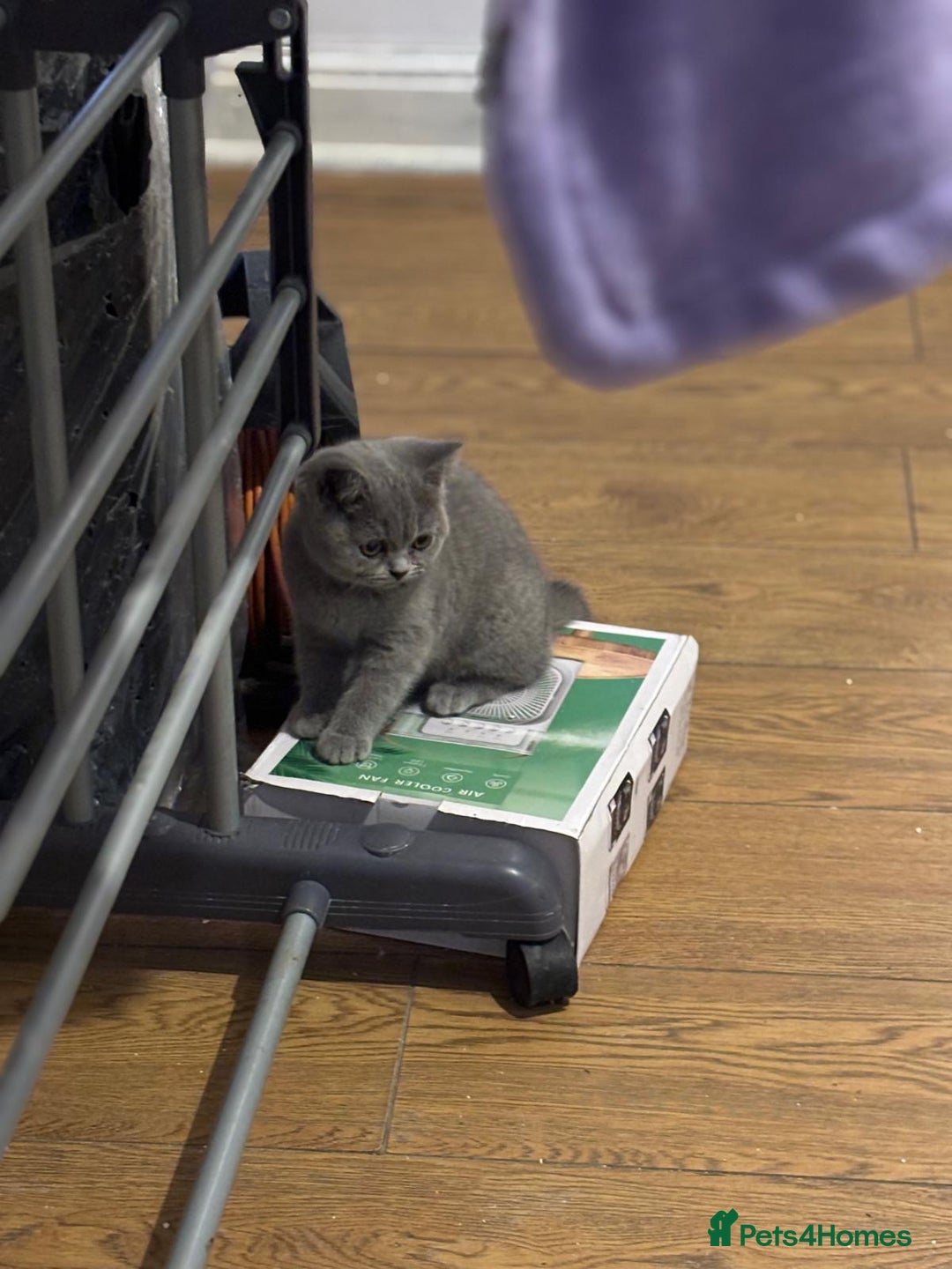 British Shorthair cats for sale: 3 British shorthair kittens  - Image 4
