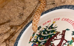 Snake reptiles for sale: Noodle the Hognose  - Advert 2