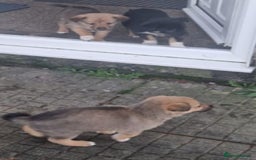 Border Collie dogs for sale: Adorable border collie pups - Image 6