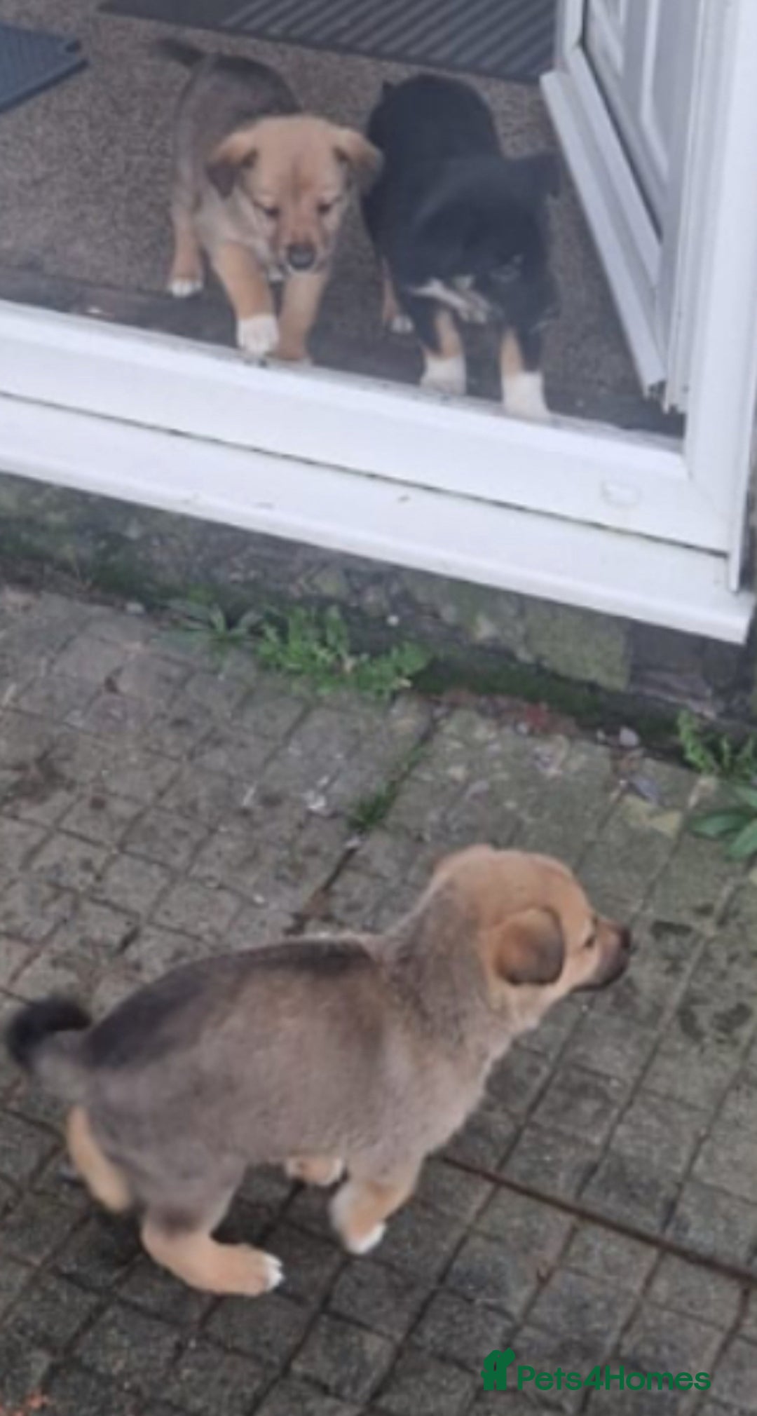 Border Collie dogs for sale: Adorable border collie pups - Image 6