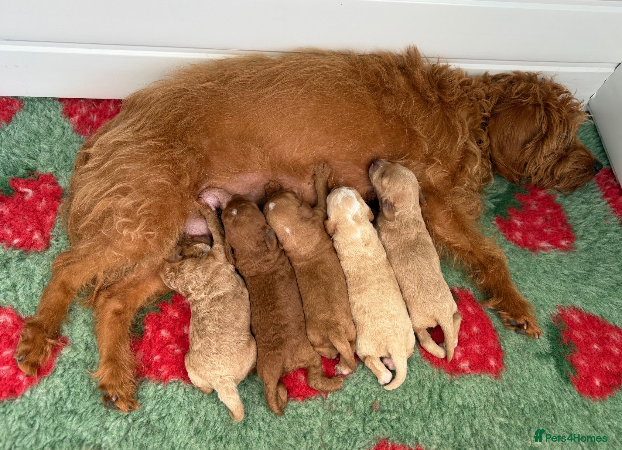 Labradoodle dogs Beautiful, F1bb Miniature Labradoodles  - Advert 10