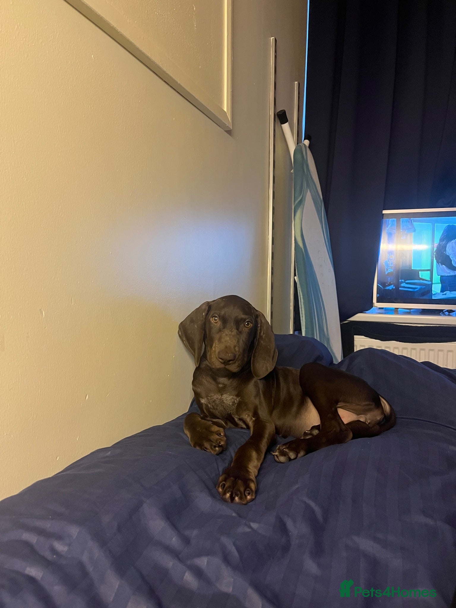 Mixed Breed dogs 3 months GSPxVIZLA sadly rehoming  - Advert 7